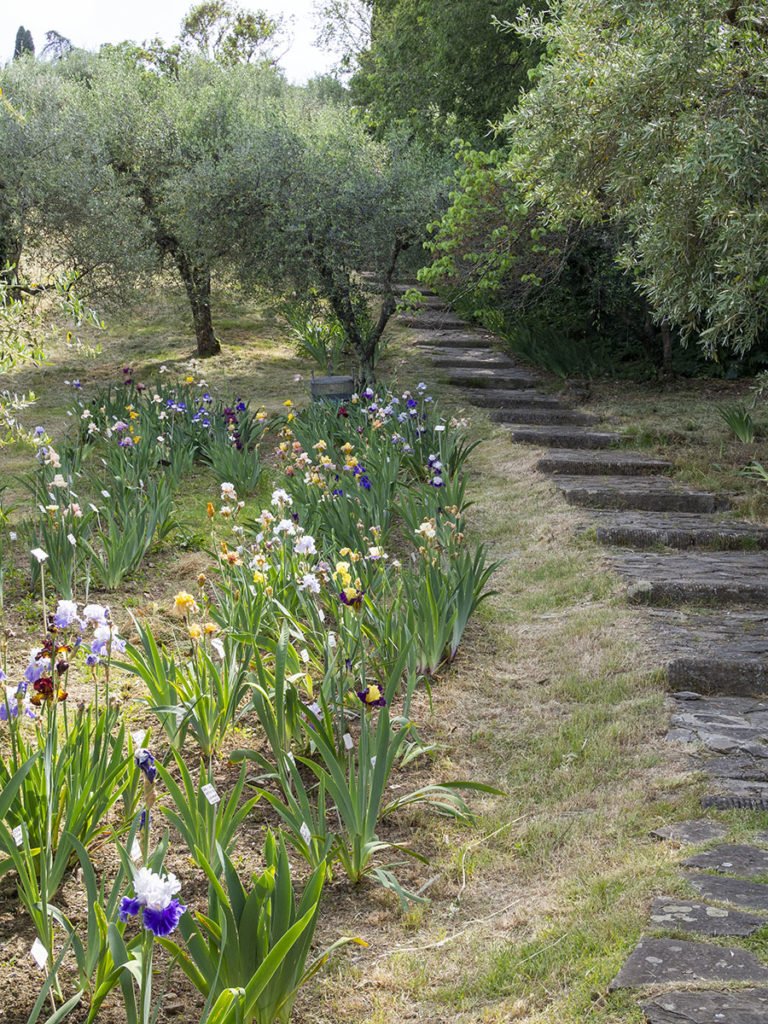 Iris Garden in Florence