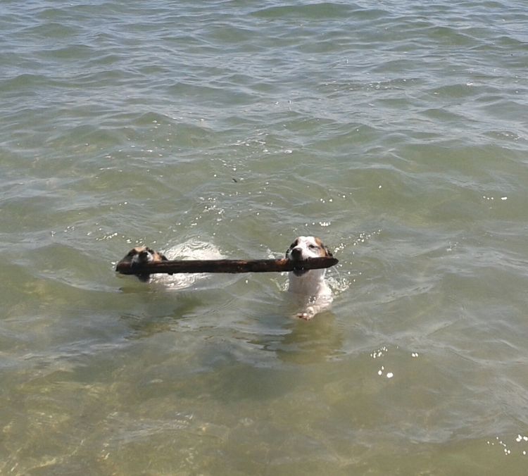 Dog Beach
