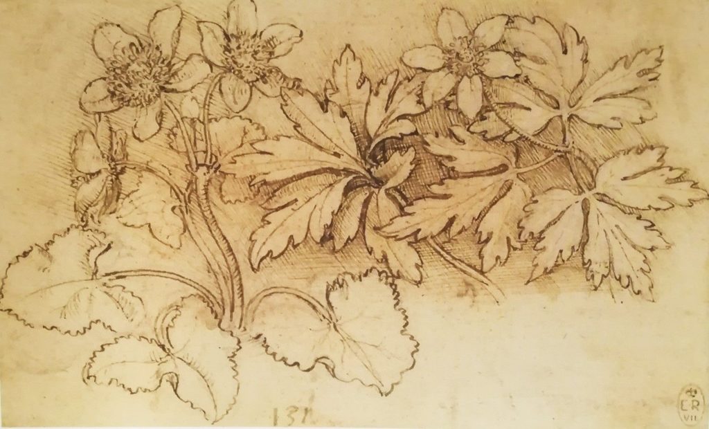Leonardo da Vinci, Caltha palustris and Anemone nemorosa, 1505-1510 ca., The Royal Collection / HM Queen Elizabeth II, RCIN 912423.